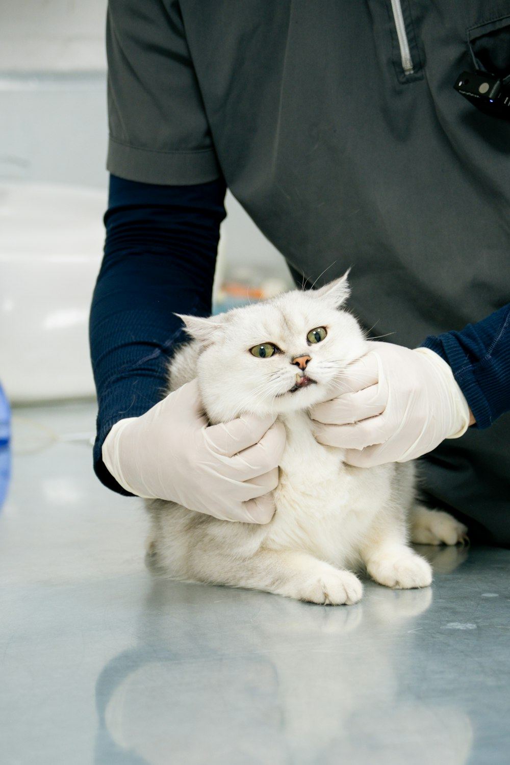 A veterinary team member gently checking a fluffy white cat on an exam table