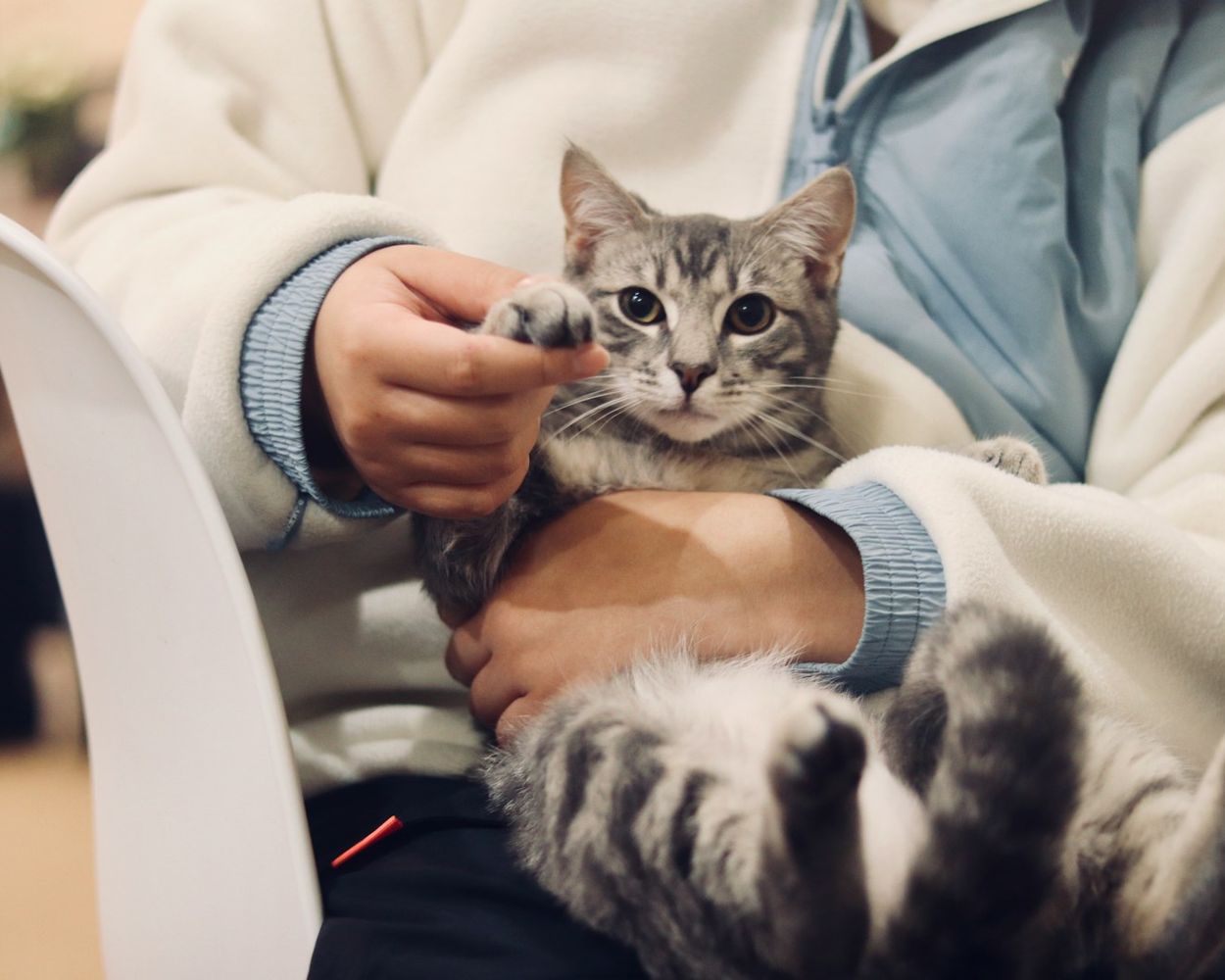 A grey tabby cat held in its owner's lap, one paw resting on their hand